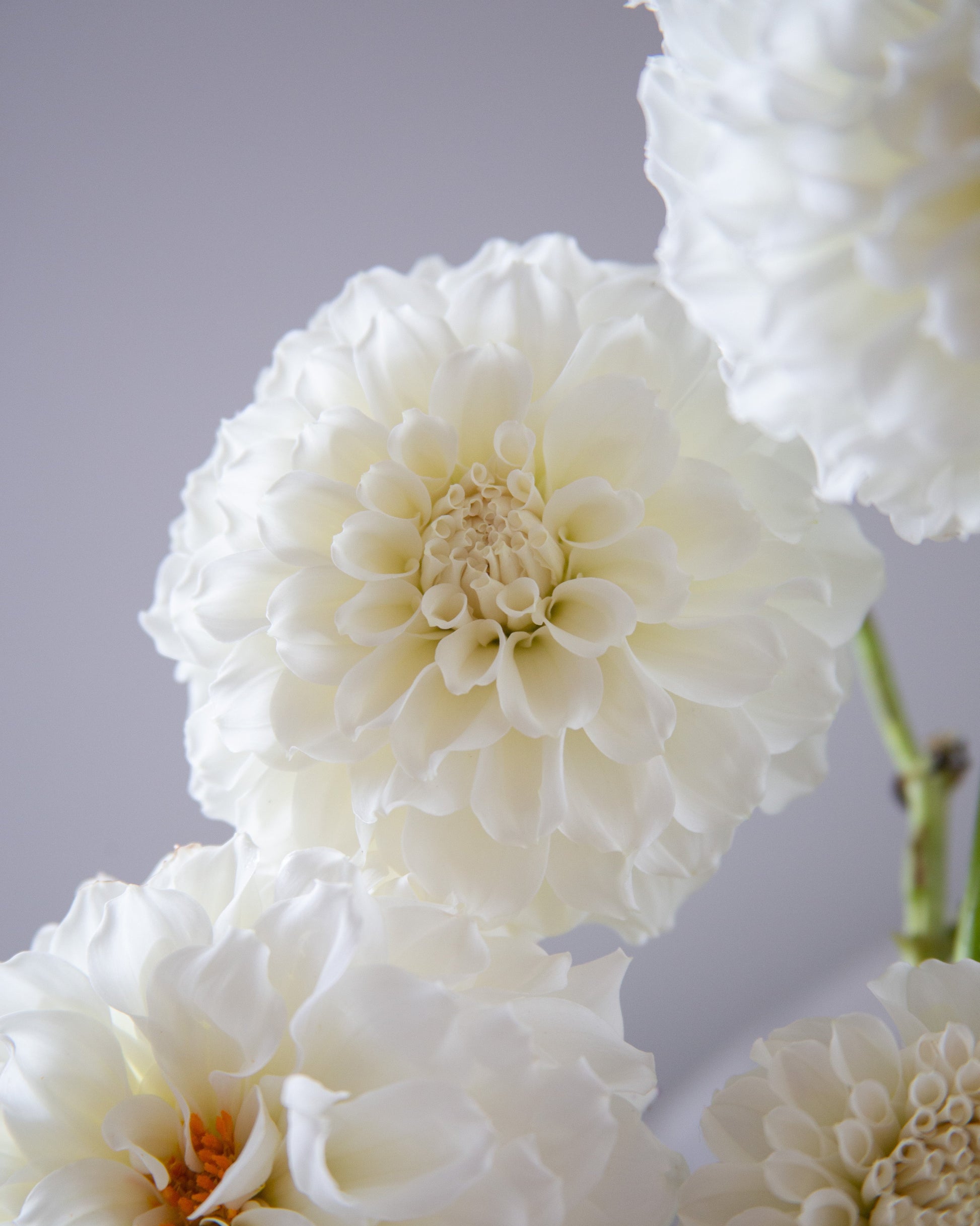 White dahlia flowers in a close-up studio shot against a soft light gray background.