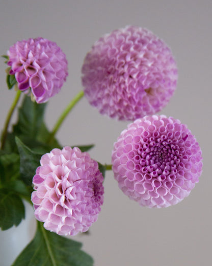 Four light purple/pink dahlia flowers with green leaves on a soft gray background.