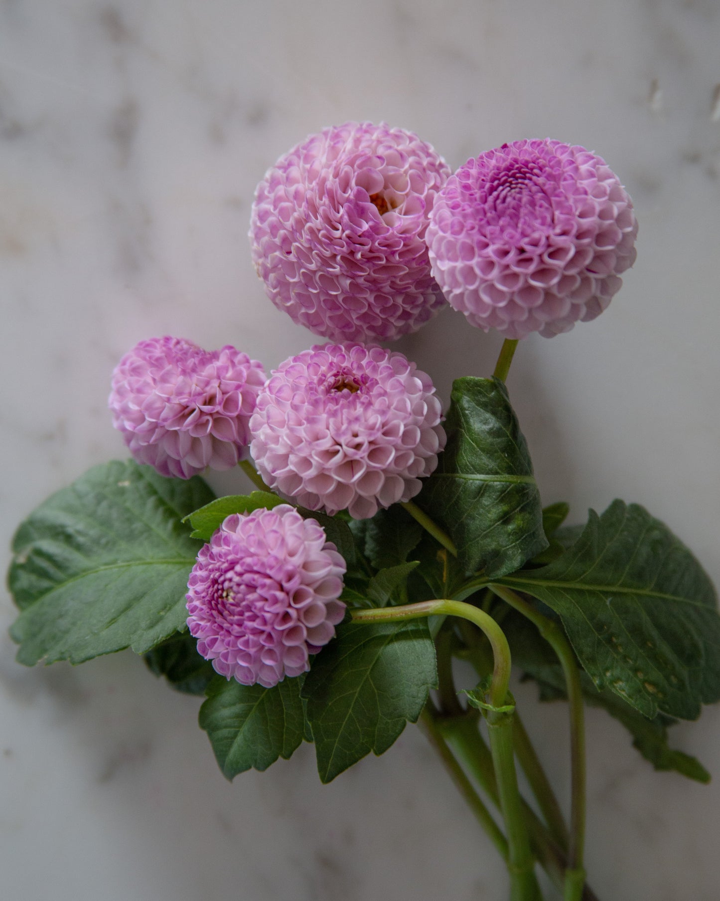 A bouquet of pink dahlia flowers with green leaves and stems, arranged on a light marble surface.
