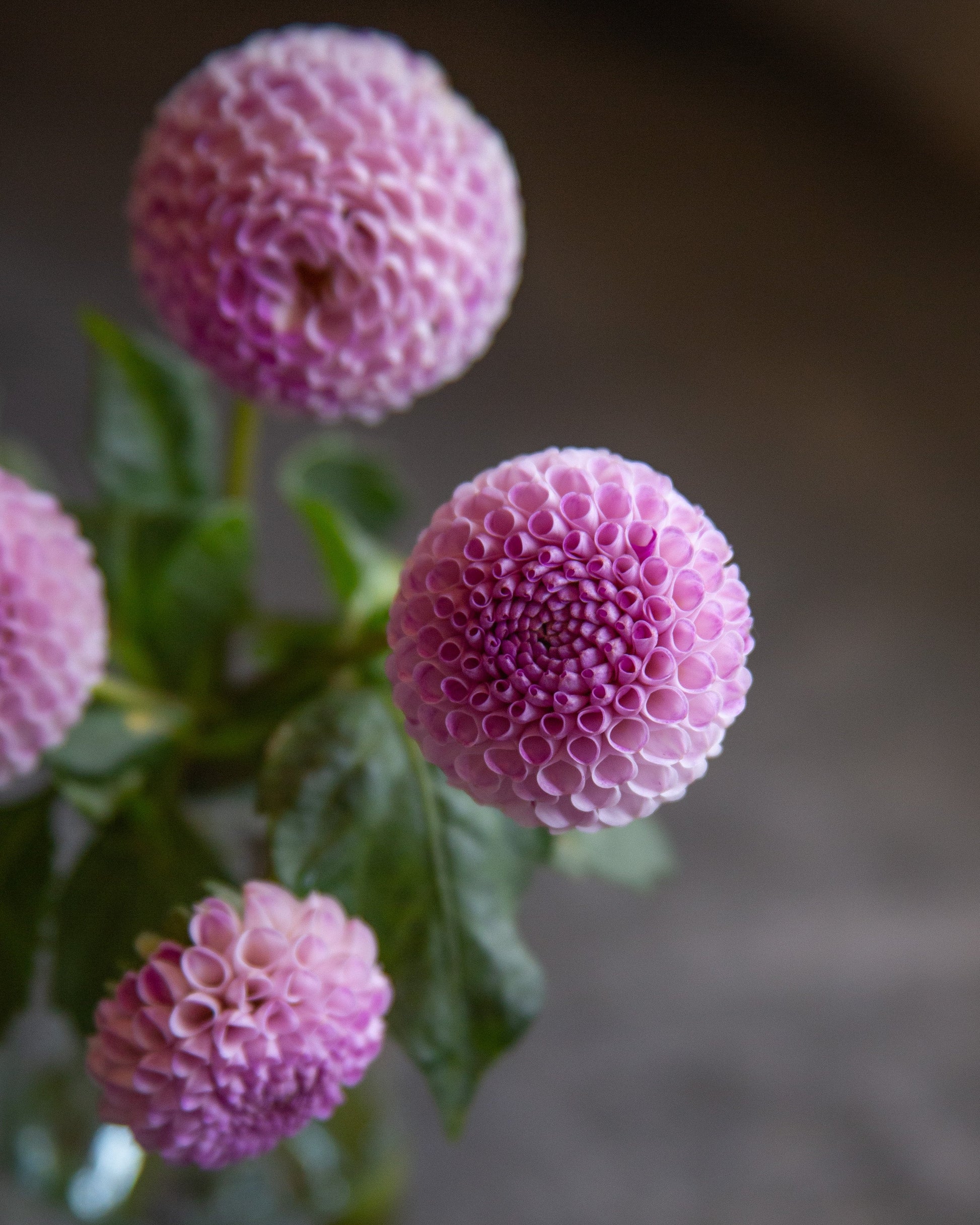 Close-up of pink dahlia flower blooms with green leaves against a softly blurred dark background.