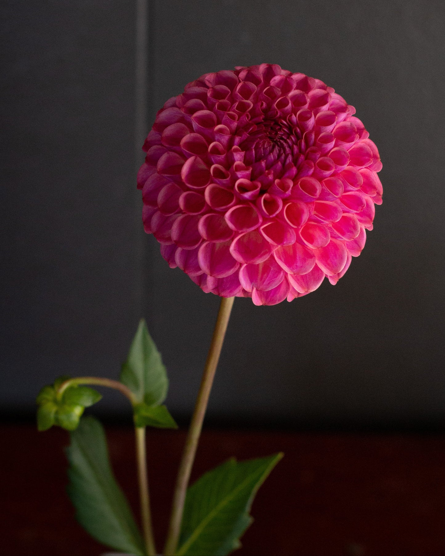 A single vibrant pink dahlia flower with green leaves on a dark, textured background.
