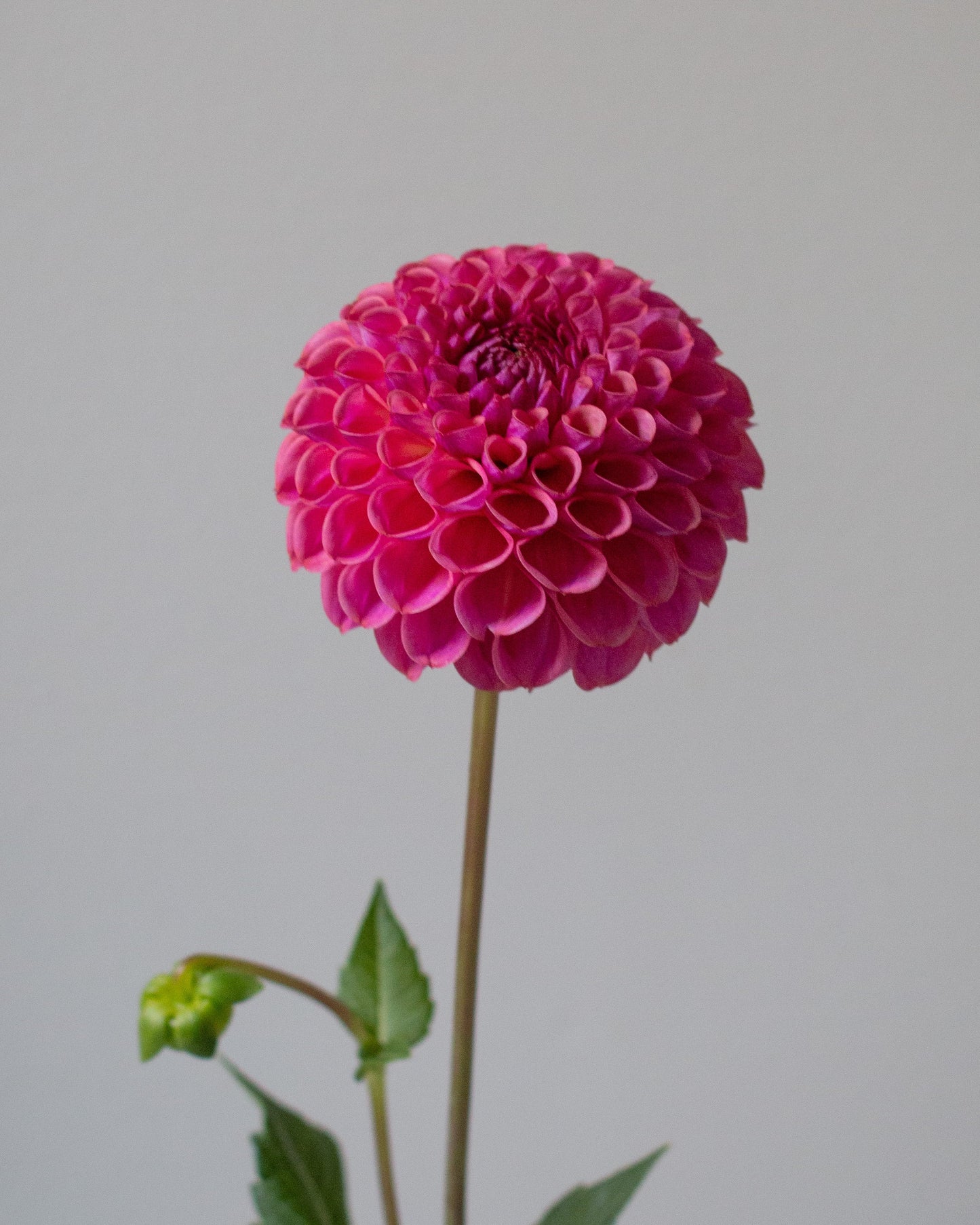 A single bright pink dahlia flower with green leaves and stems, photographed against a plain light gray background.