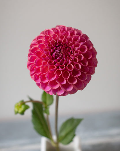 A single vibrant pink dahlia flower with green leaves and stems, planted in a small white square pot against a soft, neutral gray background.