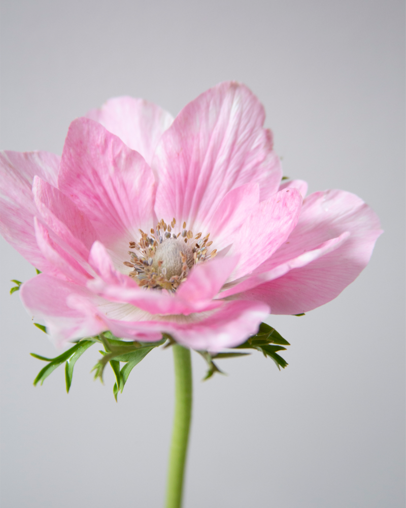 a close up of Italian anemone Tigre Salmon with pink petals and green stem