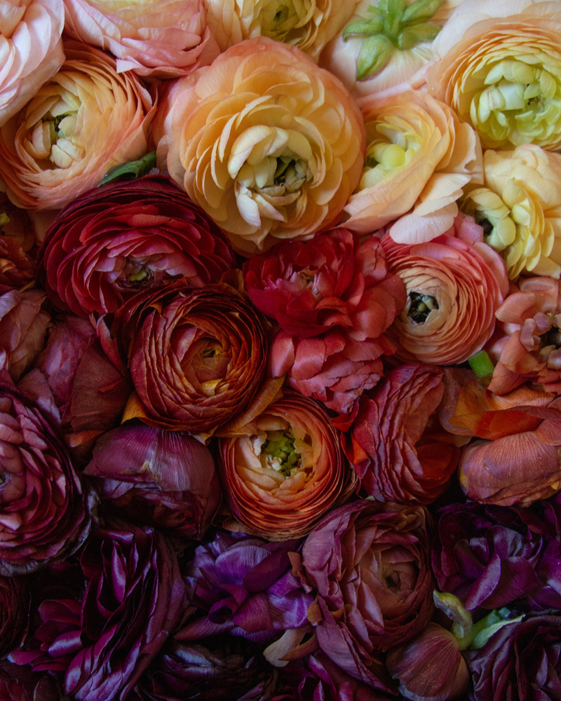 A close-up image of a group of ranunculus flowers showing merlot, chocolate, crimson, peach, and salmon colors.