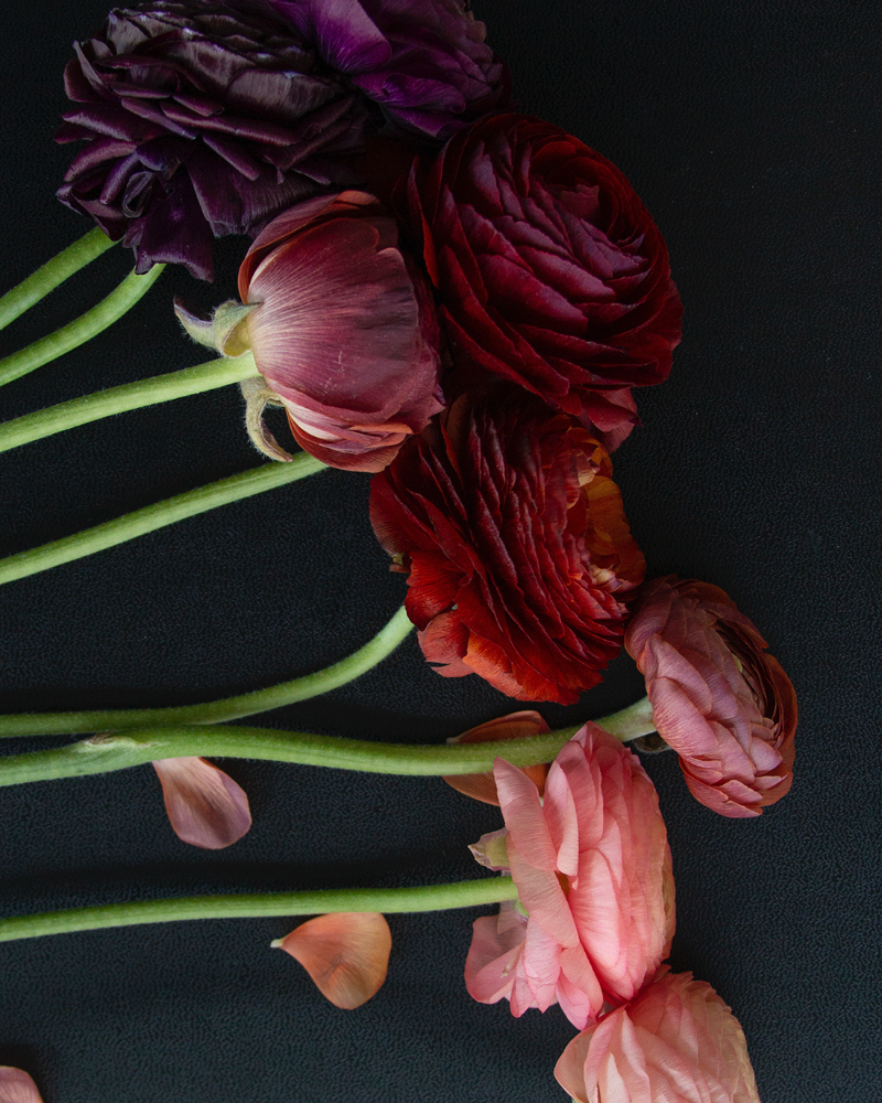 Pink red and purple ranunculus flowers on a black background