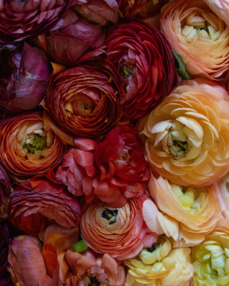 Purple red and peach Italian ranunculus flowers laid close together 