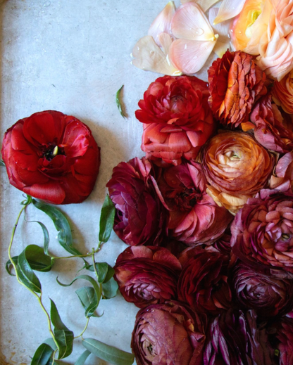 Italian ranunculus flowers from the Bella Notte mix laid out 