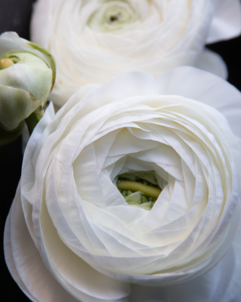 Close-up of a white ranunculus flower with layers of petals