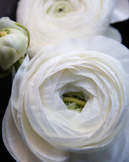 Close-up of a white ranunculus flower with layers of petals