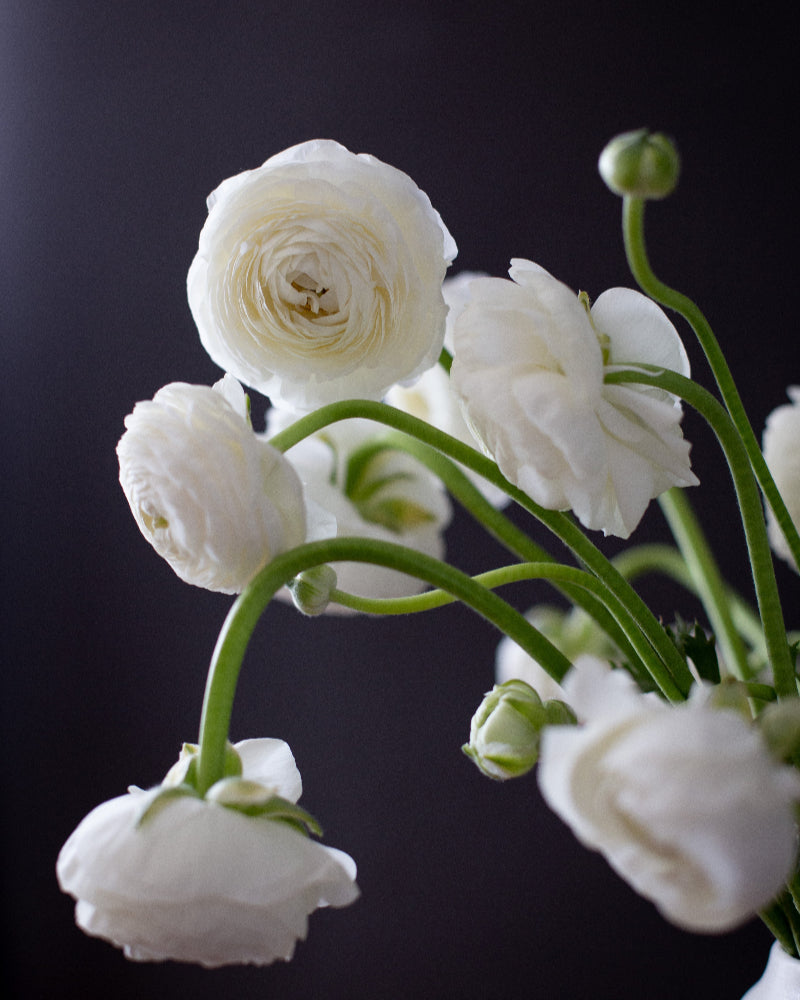 White Italian ranunculus Bianco