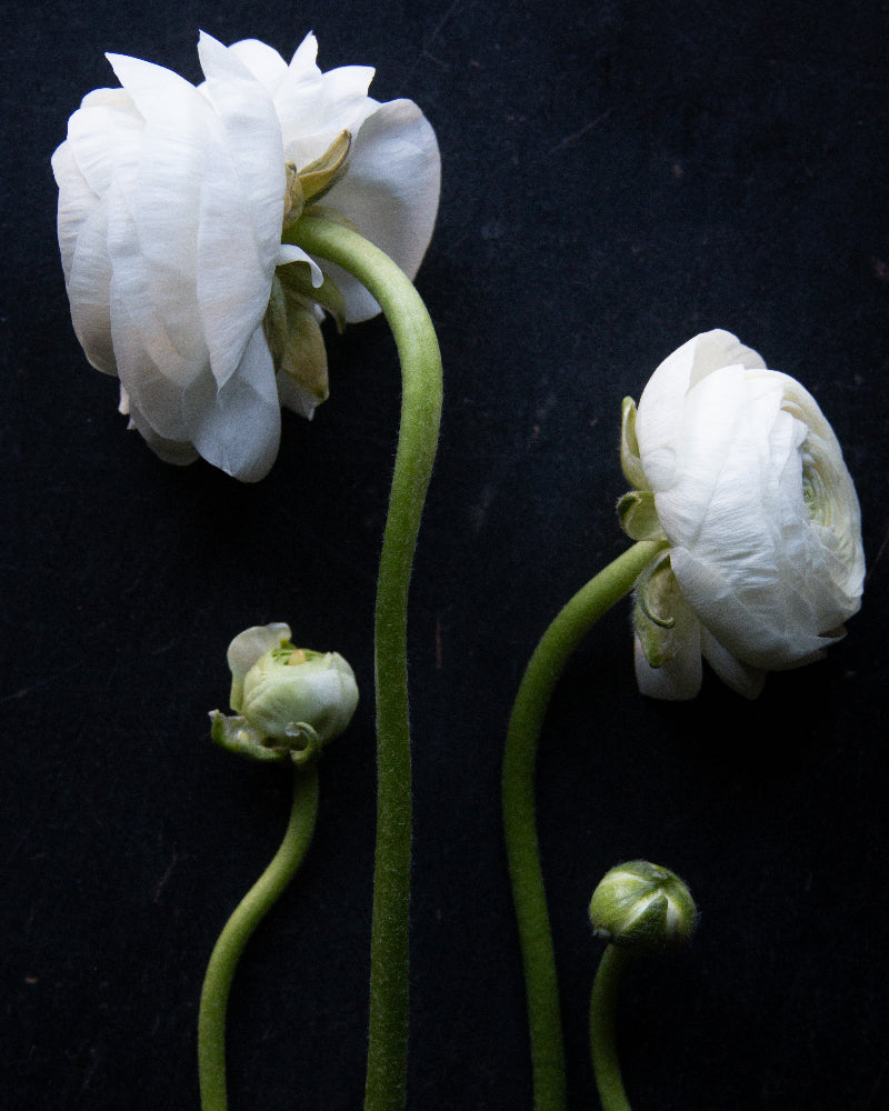 White Italian ranunculus Bianco