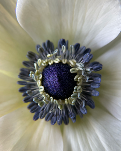 Close-up image of a white ranunculus flower with an indigo black center.