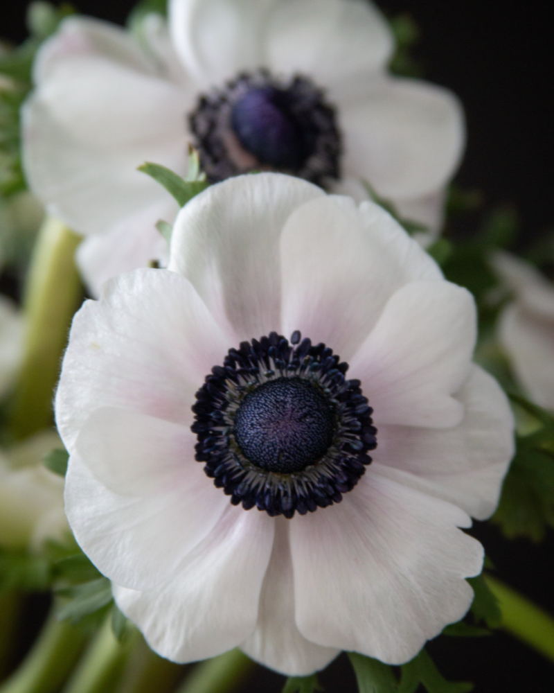 a close up of an Italian anemone Bianco Center Nero white flower with blush around the deep black center 
