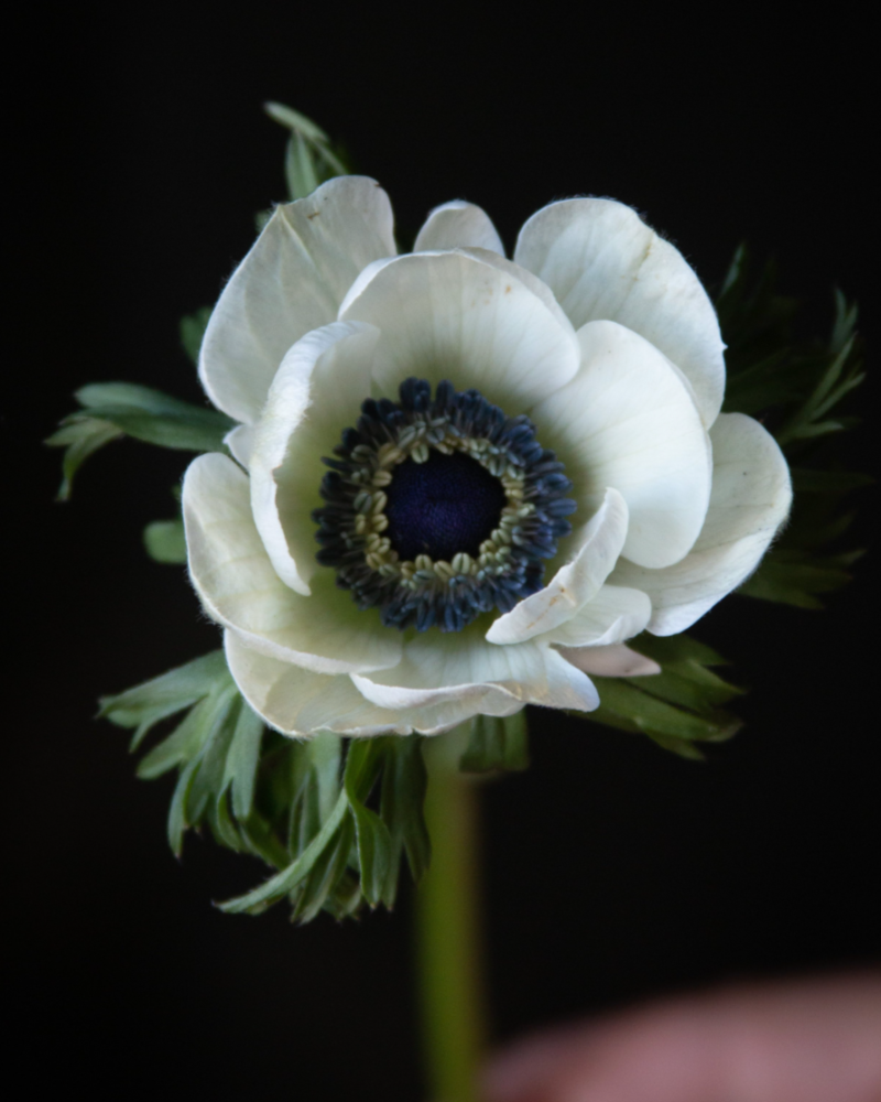 a close up of Italian anemone BCN's white petals and indigo center