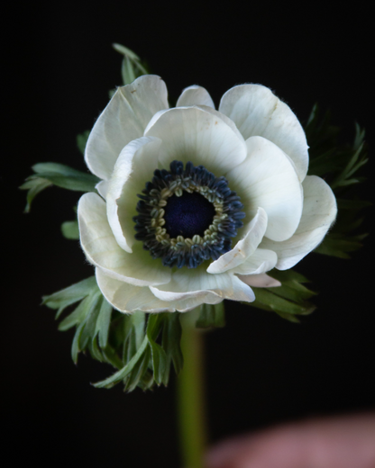 a close up of Italian anemone BCN's white petals and indigo center