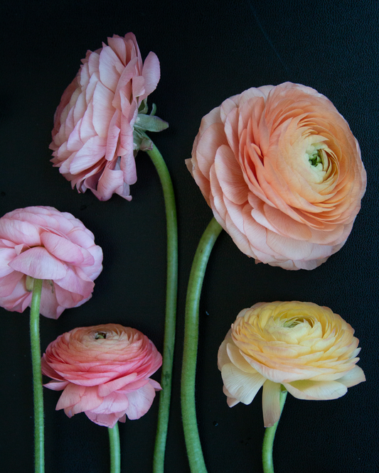 An assortment of ranunculus flowers in various shades of pink, peach, and yellow, with green stems against a black background.