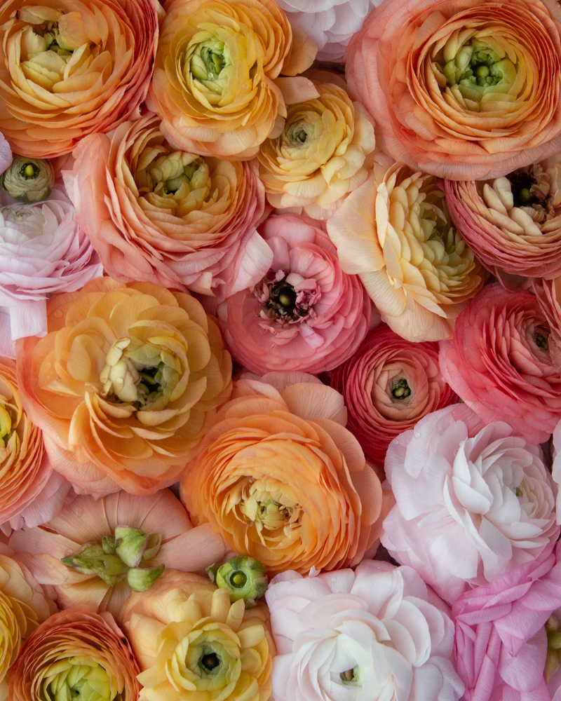 Pink peach and pale orange Italian ranunculus flowers in a flat lay