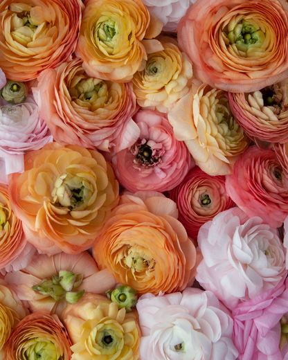 Pink peach and pale orange Italian ranunculus flowers in a flat lay