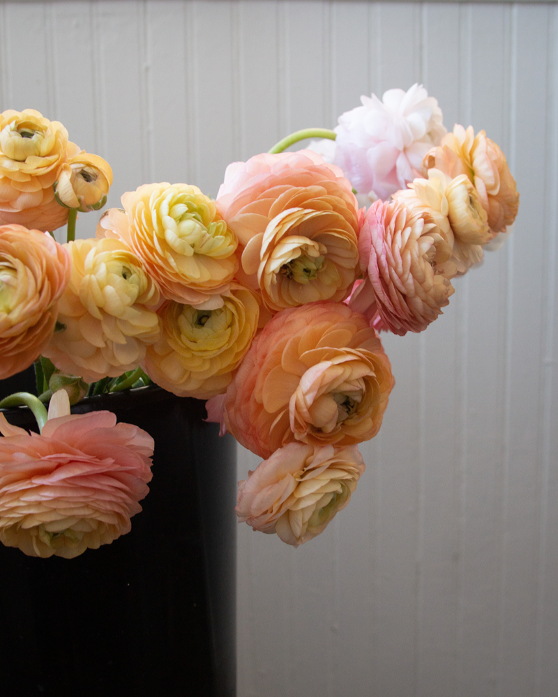 A black bucket filled with pale pink, buttery yellow, and peach Italian ranunculus flowers against a white background
