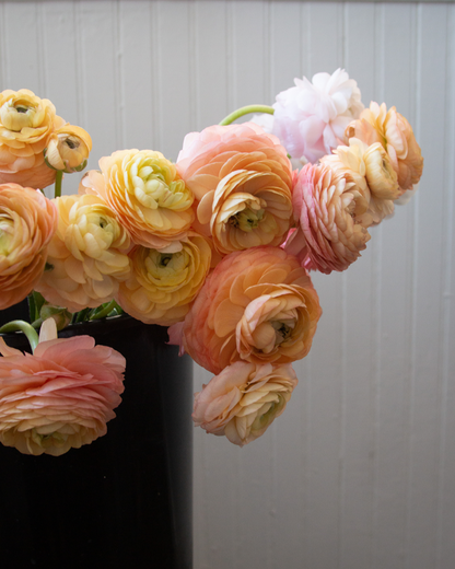 A black bucket filled with pale pink, buttery yellow, and peach Italian ranunculus flowers against a white background