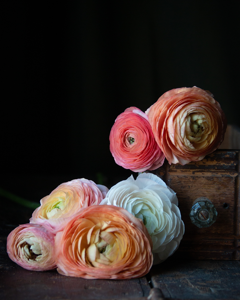 Coral, peach, cream, and pink ranunculus flowers in a dark room