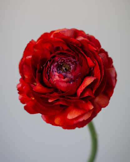 Deep red ranunculus flower up close 