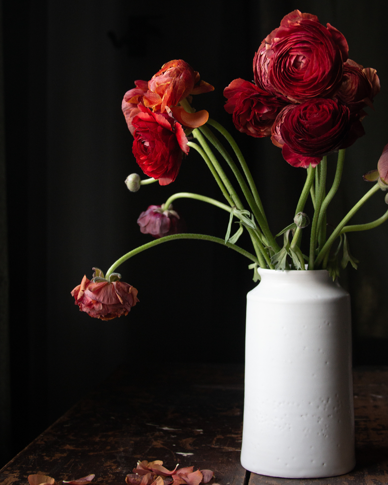 Deep garnet red Italian ranunculus in a white vase on a black background with green stems and falling petals 
