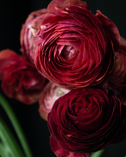 A close-up image of deep garnet colored ranunculus flowers fading to creamy cocoa, with visible green stems.