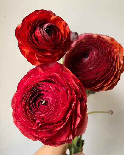 A trio of deep garnet red Italian ranunculus Cioccolato flowers held in a hand against a white background 