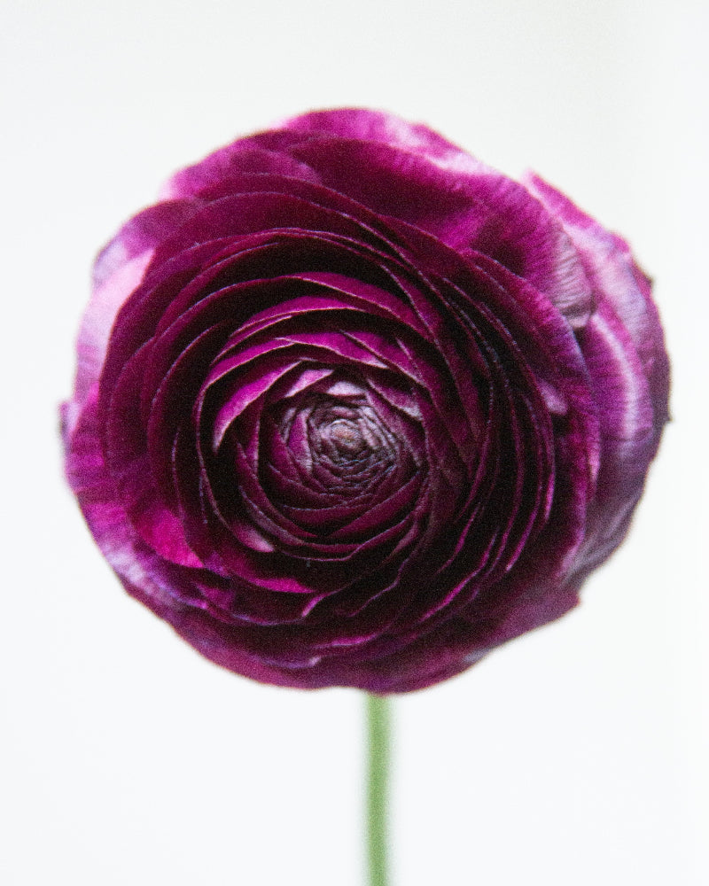 Deep smokey purple hued ranunculus flower on a white background close up