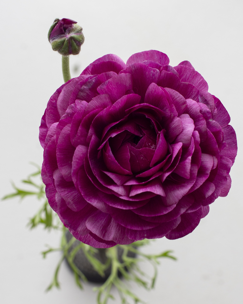 A close-up image of a purple Ranunculus Malva flower with a blurred background.