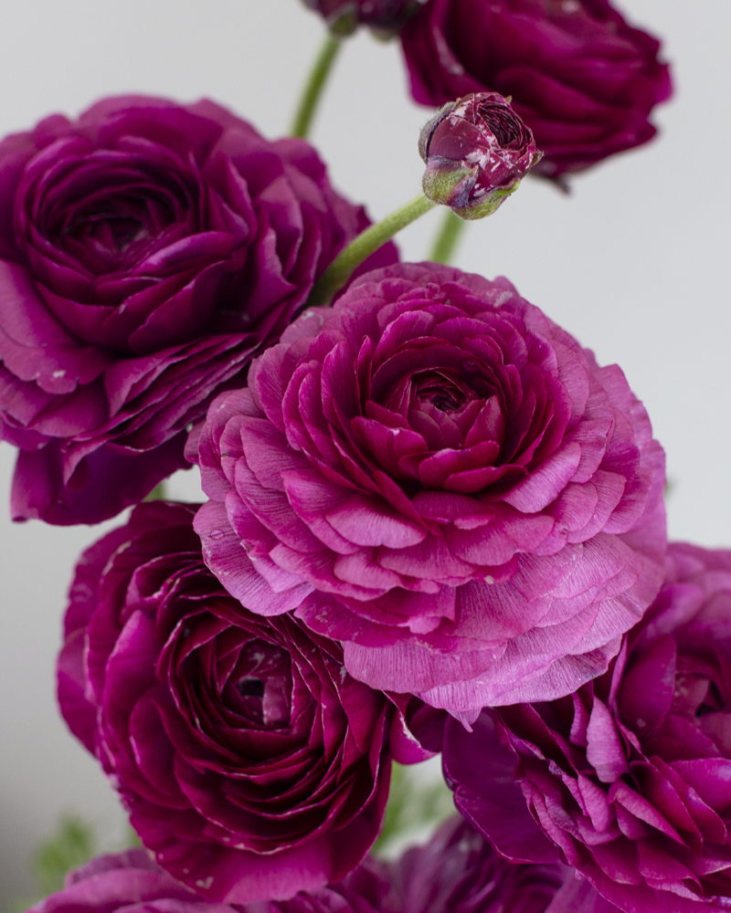 Smokey purple Italian ranunculus Malta flowers on a white background