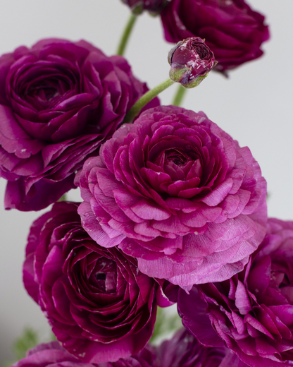 Smokey purple Italian ranunculus Malta flowers on a white background