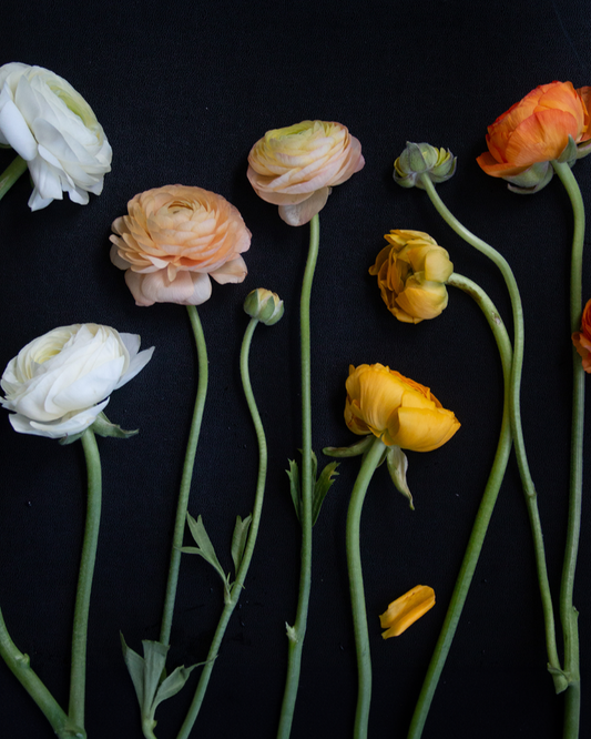 An assortment of ranunculus flowers with petals ranging in color from white, peach, apricot, to yellow, displayed against a black background.