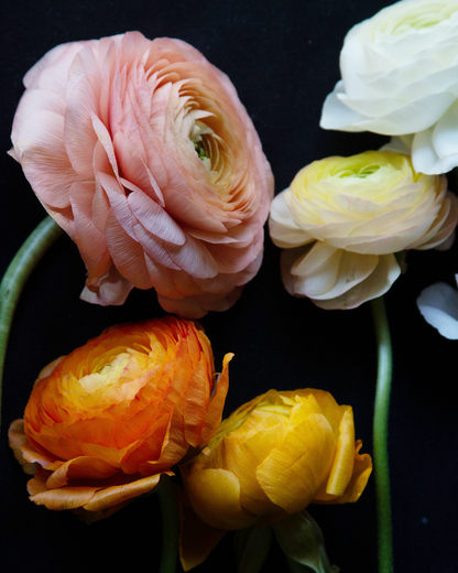 Peach, cream, white, orange, and yellow Italian ranunculus flowers displayed n a black background