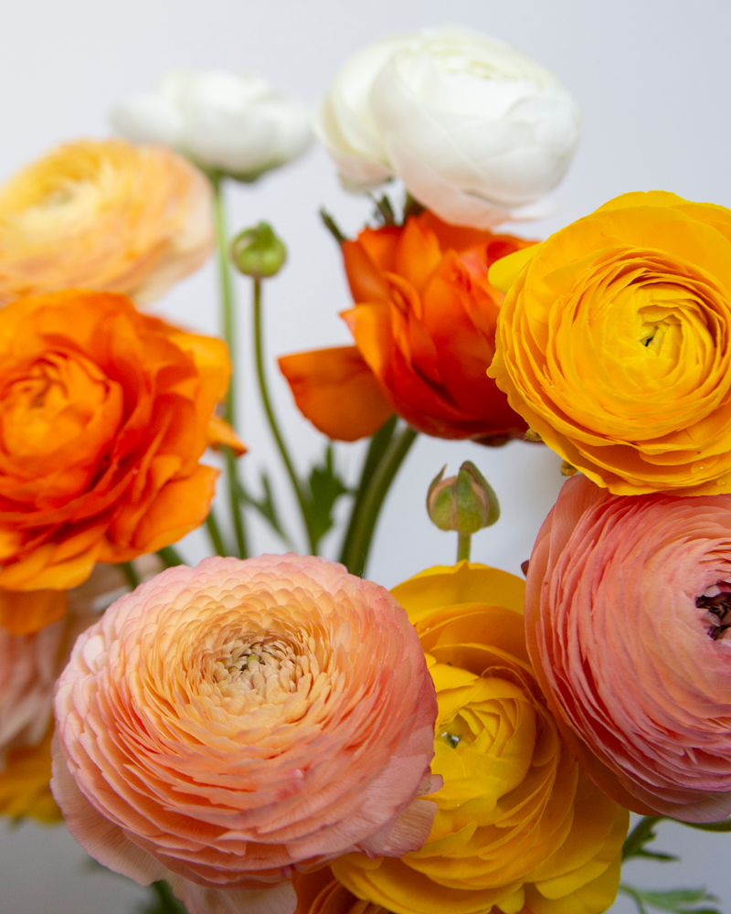 White to yellow to orange to peach ranunculus flowers in a bouquet agains a white background