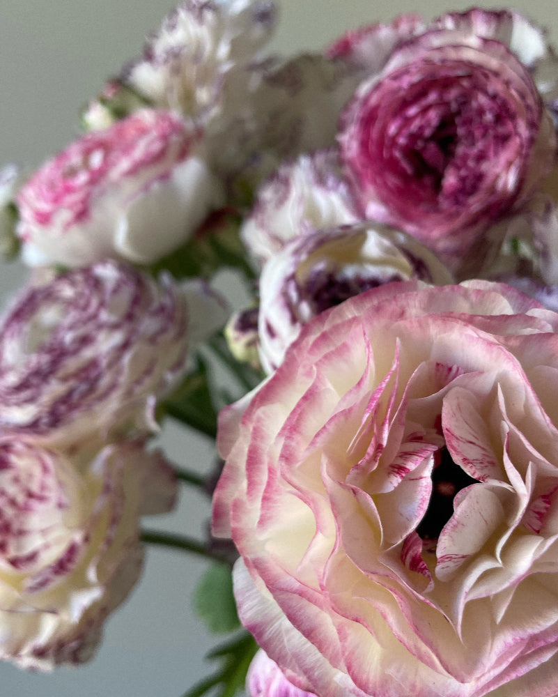 Close-up of a ranunculus flower with white petals and purple centers.