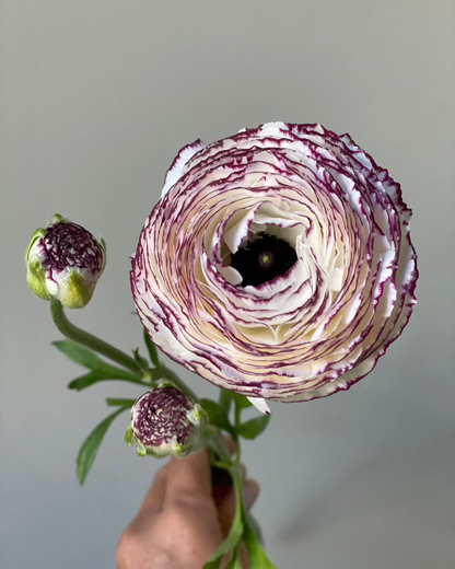 Picotee white and purple Italian ranunculus striato