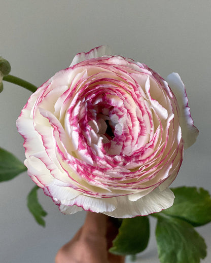 Pink picotee Italian ranunculus