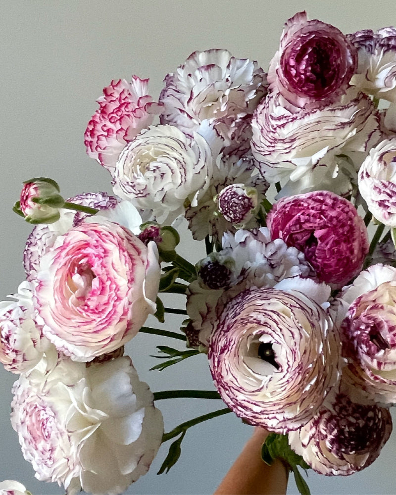 Picotee Italian ranunculus in purple, pink, and white