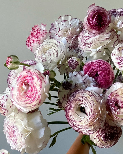 Picotee Italian ranunculus in purple, pink, and white