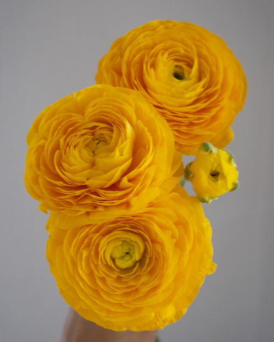 A close-up of three bright yellow ranunculus flowers against a grey background.