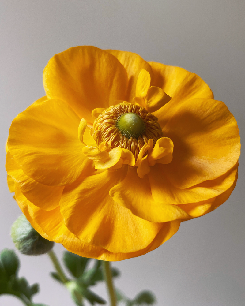 Yellow Italian ranunculus flower giallo close up