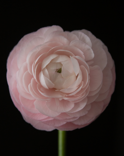 Italian Ranunculus Rosa Chiaro single pink blooming flower