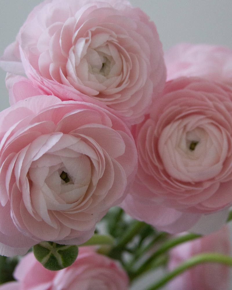 Italian ranunculus Rosa Chiaro pink flower blooms