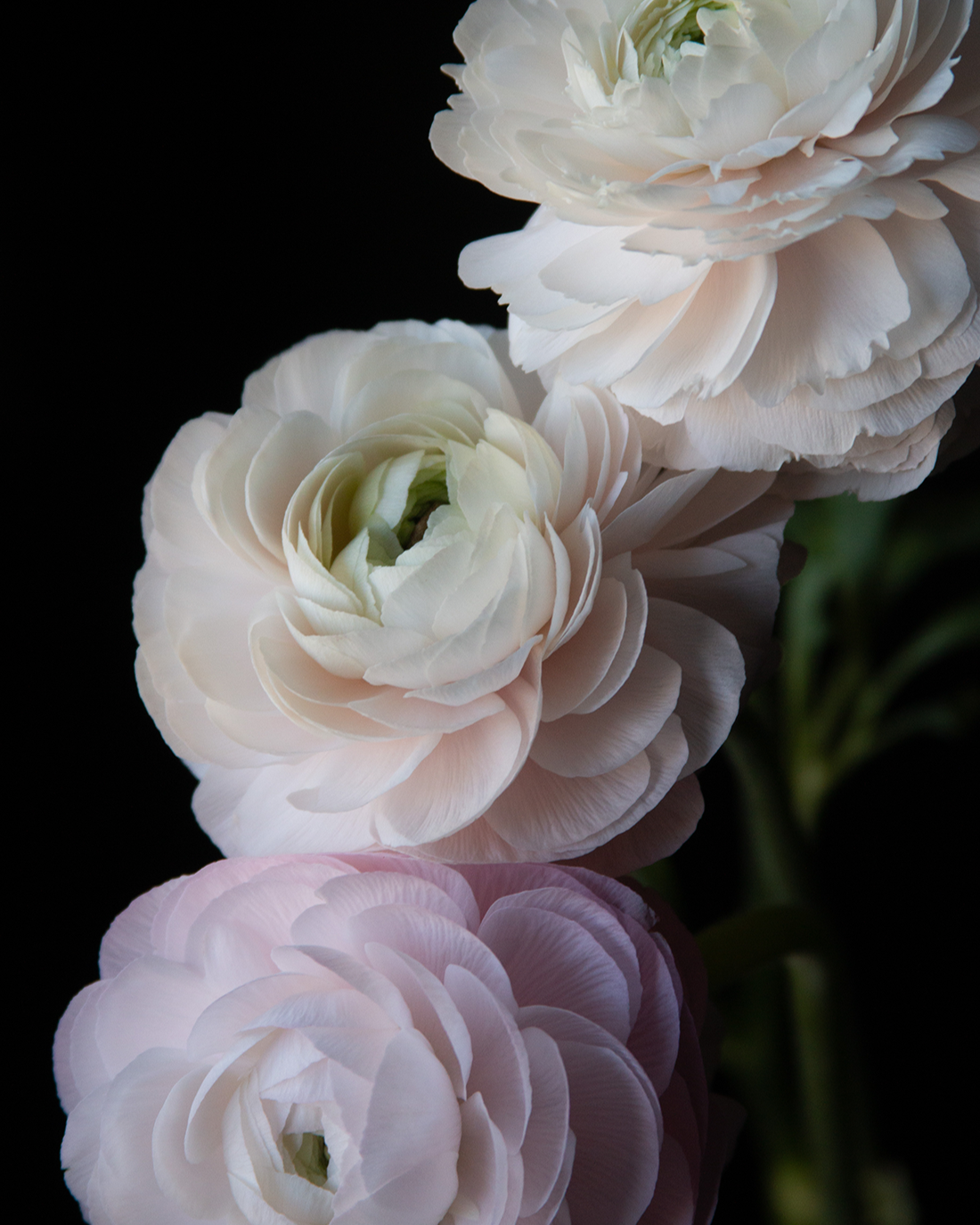 Italian ranunculus soft pink and blush tones