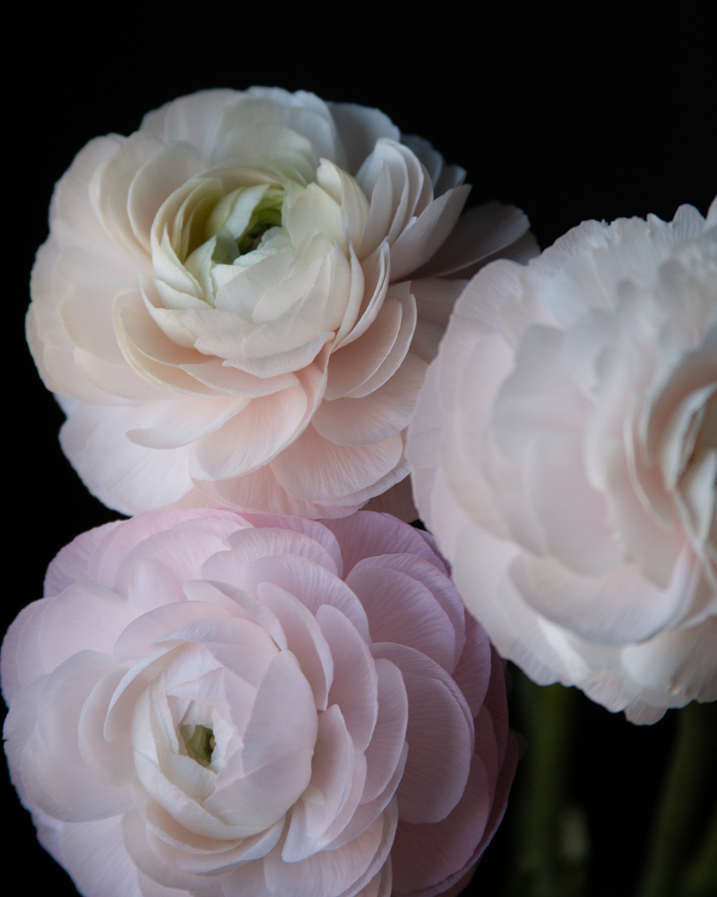 A close-up of pink ranunculus flowers with a blurred background.