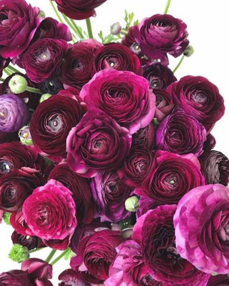 Merlot to grape Italian ranunculus Viola flowers  in a bouquet on a white background