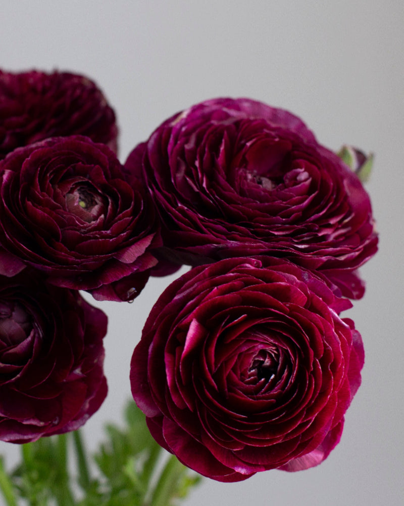 A close-up image of several dark red to purple ranunculus flowers with a blurred background.